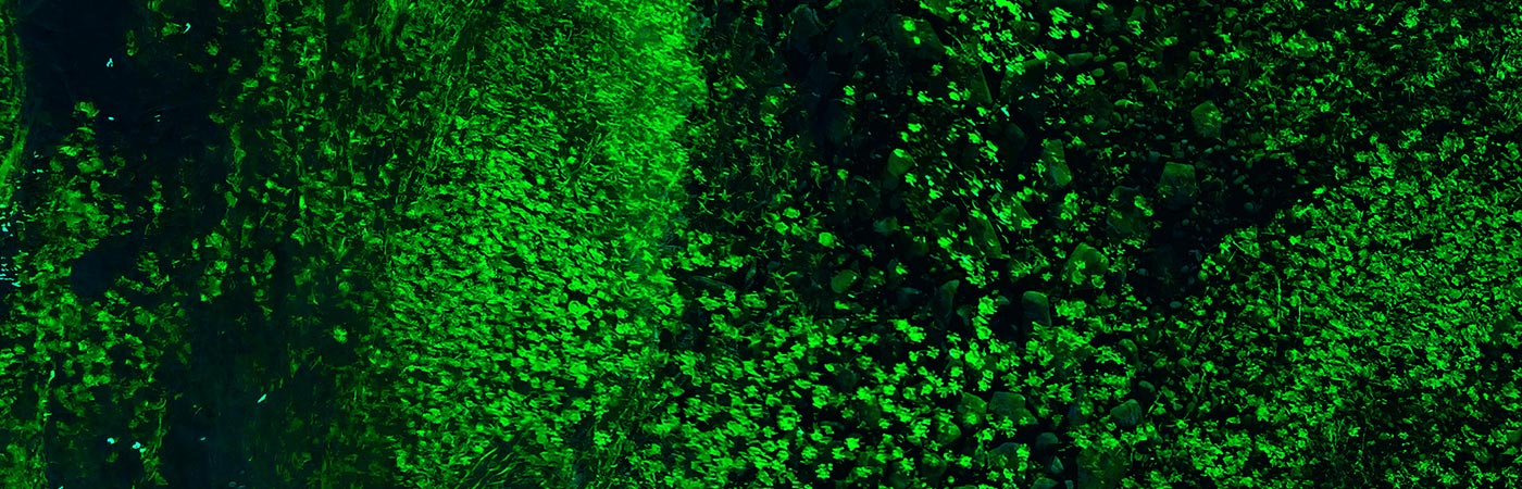 Scott Booth - Battleground